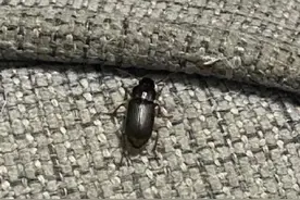 京津冀现不明黑色昆虫！哪来的？有害吗？图片