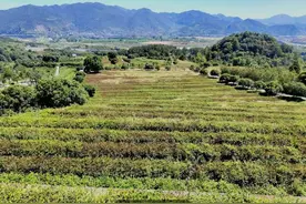 桐庐抗旱直击：茶园主自购洒水车，为保灌溉暂停漂流图片
