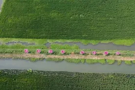 到田里去探秘丨海宁高温天里“澳龙”养殖有妙招图片