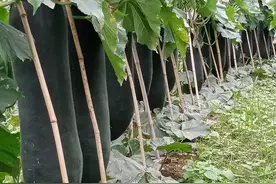 亩产万斤！韶关乳源高山峡谷种百亩“铁皮冬瓜”，村民乐开花图片