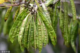 青岛：秋日紫荆结果实 串串簇簇状如豆角图片