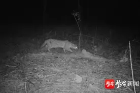 珍稀濒危物种豹猫首次现身淮安洪泽湖畔图片