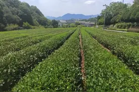 西湖龙井九成被晒干，真相如何？杭州市农业部门回应图片