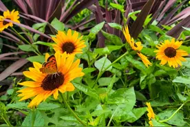 【提示】家中有孩子，绿植挑选有讲究图片