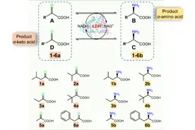 Molecules.|亮氨酸脱氢酶催化转氨类反应高效共合成α-氨基酸和α-酮酸图片