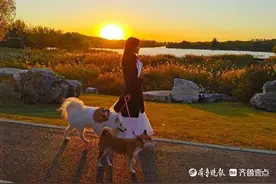 当失明的狗狗，有了一只导盲犬后……图片