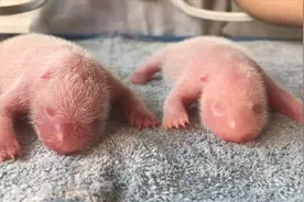 新华全媒+丨秦岭大熊猫接连诞下双胞胎图片