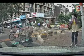 沈阳一小区高空坠猫砸中车辆 物业：已挨家挨户排查但无法确定猫的来源图片