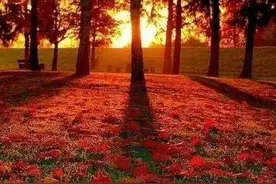 刘学光‖枫叶红了图片