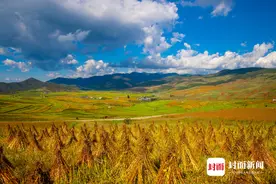 每一帧都像油画！四川凉山盐源黄草镇秋收图太美图片