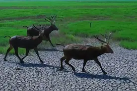 洞庭湖高温干旱变“草原”，野生麋鹿的忧和喜图片