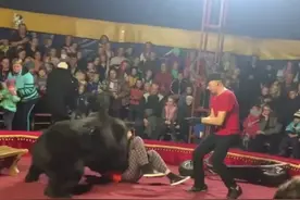 俄罗斯马戏团一黑熊表演中突然扑向驯兽师 现场观众吓坏逃跑图片
