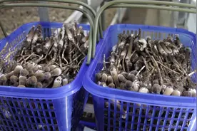 “黑黄金”丰收季！武城：首批黑皮鸡枞菌上市 亩效益超40万元图片