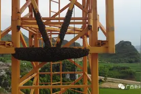 密恐慎入！大白蜂“逗留”塔吊致大桥停工，消防员50米高空驱除图片