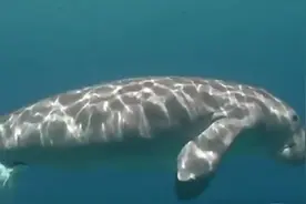 最新研究：美人鱼原型儒艮在中国已功能性灭绝图片