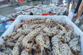 1斤便宜50元，价格大降！广东吃货：真香图片
