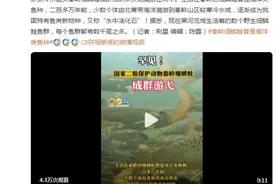 水中活化石！罕见秦岭细鳞鲑成群游弋图片