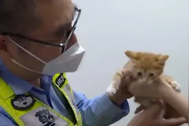 高架上的“小幸运”警民联手救助小奶猫图片