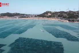 60年前从山东引入福建 小小海带被良品铺子卖了1.8亿图片