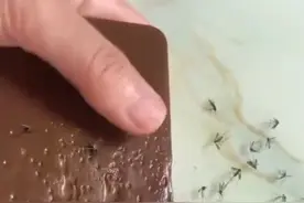 一块鸭血撑死一片蚊子？专家：蚊子会边吸血边排泄，撑死的可能性比较小，不排除为鸭血中的添加物所致图片