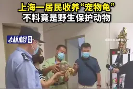 上海一居民收养“宠物龟”，不料竟是野生保护动物图片