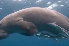 痛心！“美人鱼”儒艮在中国已功能性灭绝！最后一次出现已是14年前…图片