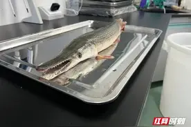 不止汝州！多地出现“怪鱼”，有孩子被咬伤图片