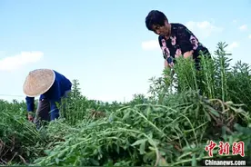 河北曲周8000亩甜叶菊迎丰收 药用市场前景广阔图片