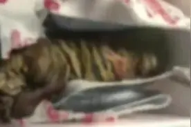 离奇！取快递竟收到死亡小老虎……判了图片