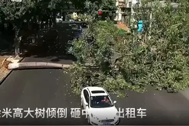 十余米高大树倾倒砸中路过出租车
消防园林交警合力“移树”图片
