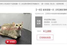 欠钱不还，男子12只猫被拍卖：蓝金幼猫拍出4080元图片