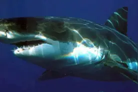 孙某某，判了！贩卖六千多颗牙齿，价值超300万元图片