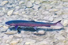 陕西太白县发现国家一级保护动物川陕哲罗鲑野外种群图片