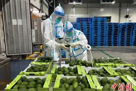 首批海运大规模进口非洲牛油果在沪入关图片