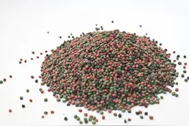 为什么你买回家的金鱼总是养不活？真的是喂太多撑死的吗？图片