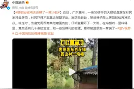 蟒蛇安家鸡舍还孵了一窝小蛇，最终被消防员一窝端图片