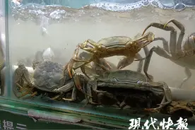 别着急！大闸蟹中秋可以尝鲜，想吃肥美的得等到国庆图片