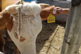 中移物联聚焦民生 扎实推进2G向中低速网络升级工作图片