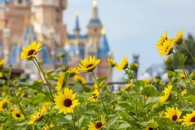 玲娜贝儿主题花坛、国庆特别城堡投影……上海迪士尼“惊喜”升级图片