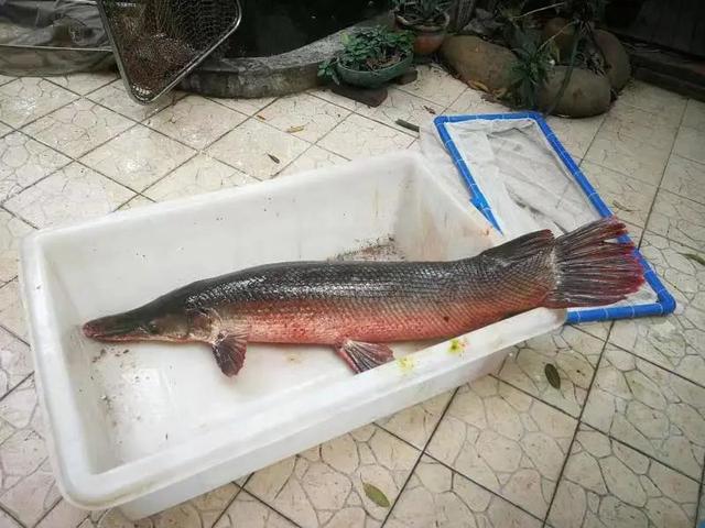 最凶猛的鱼类图片大全,鱼友再次介绍三种猛鱼,以及一些其他猛鱼的战斗