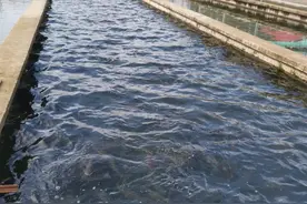 数说龙江好味道｜冷水鱼养出“热”经济图片