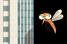 蚊子都被“热死”了？专家：9月或再迎蚊子小高峰图片