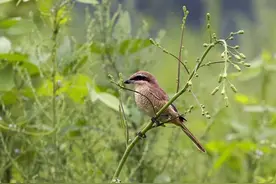 “小猛禽”红尾伯劳图片