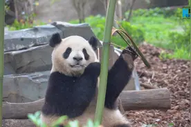 熊猫社区｜熊猫吃播之如何吃到一根竹子图片