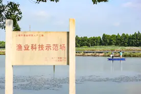 黄浦江大闸蟹完成第四次脱壳，预计9月中旬“爬”上市民餐桌图片