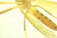 辽宁捕获4只金色蚊子：系黄色轲蚊，属中型黄色蚊虫