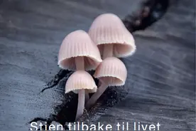蘑菇的“五十度毒”，到底有多厉害图片