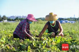 农业互助 | 万宁东澳镇：15000斤的冬瓜成熟待售 农户盼销路图片