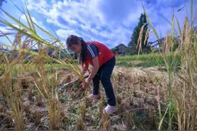 “开学第一课”安排种菜、做饭，劳动课写入不少学校新课表图片