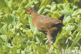 泉州首现珍稀鸟类红胸田鸡图片